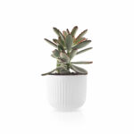 Eva Trio Legio Nova Kleine Bloempot 13 cm 5706631189613